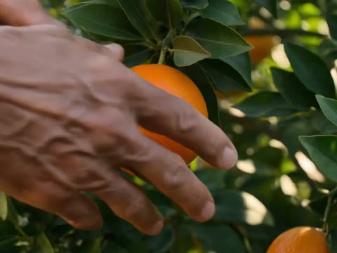 Una mano raccoglie un’arancia dall’albero, in un agrumeto